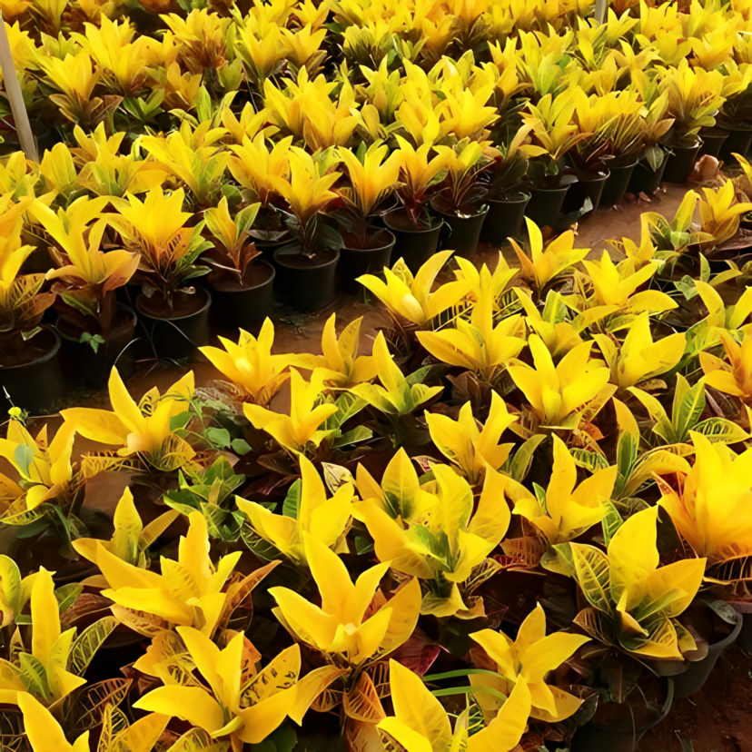 Flower Plants